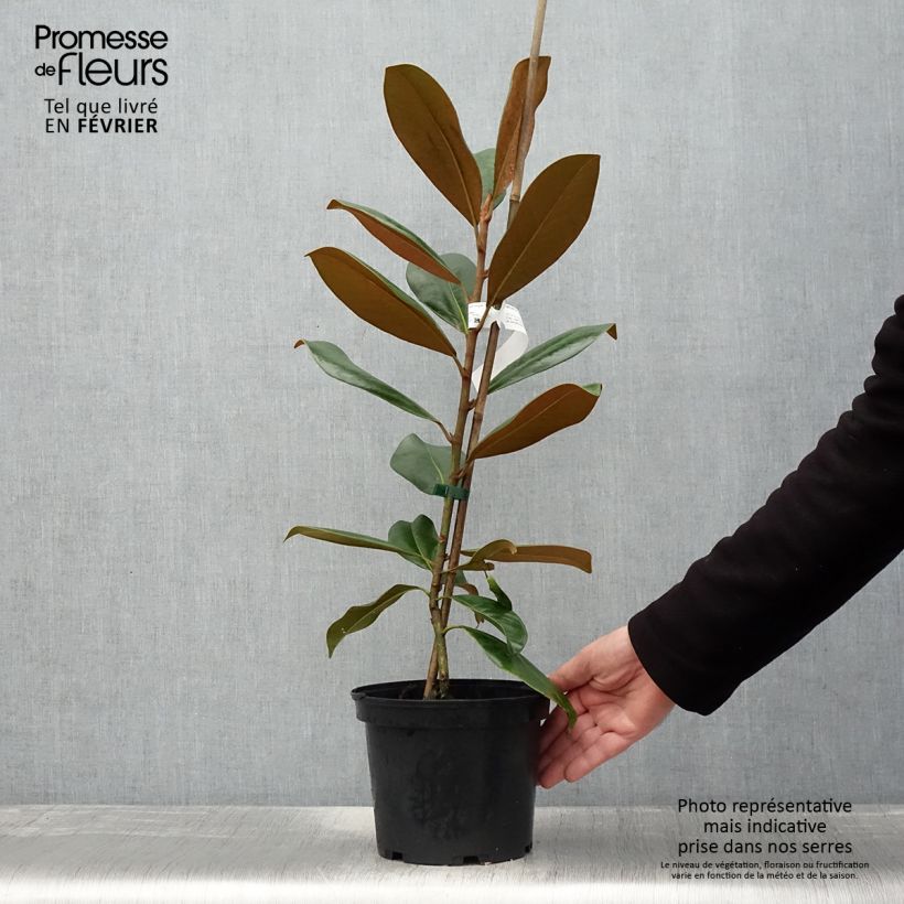 Exemplar von Magnolia grandiflora Double Nantais Pot de 3-4L wie im Winter geliefert