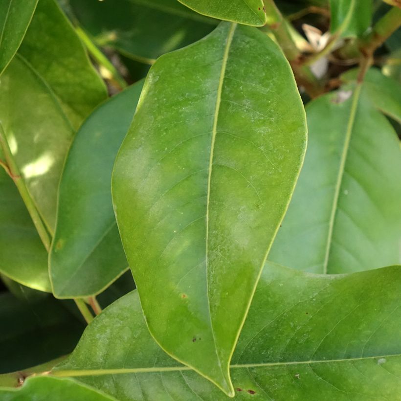 Magnolia grandiflora - Immergrüne Magnolie (Laub)