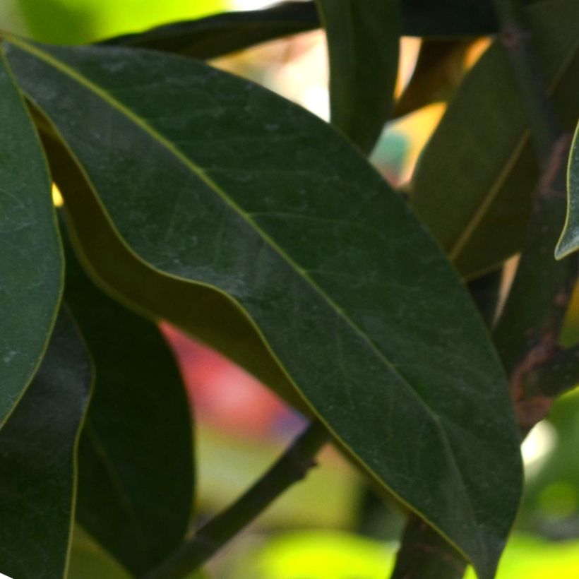 Magnolia grandiflora Galissonière - Immergrüne Magnolie (Laub)