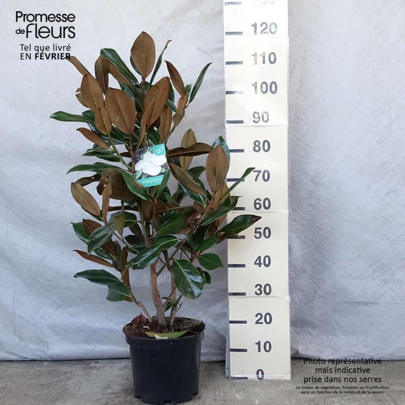 Exemplar von Magnolia grandiflora Galissonière en pot de 10L wie im Winter geliefert