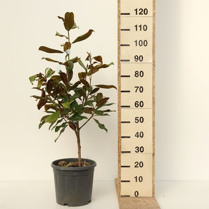 Exemplar von Magnolia grandiflora Nana - Immergrüne Magnolie Topf mit 12L/15L wie im Winter geliefert