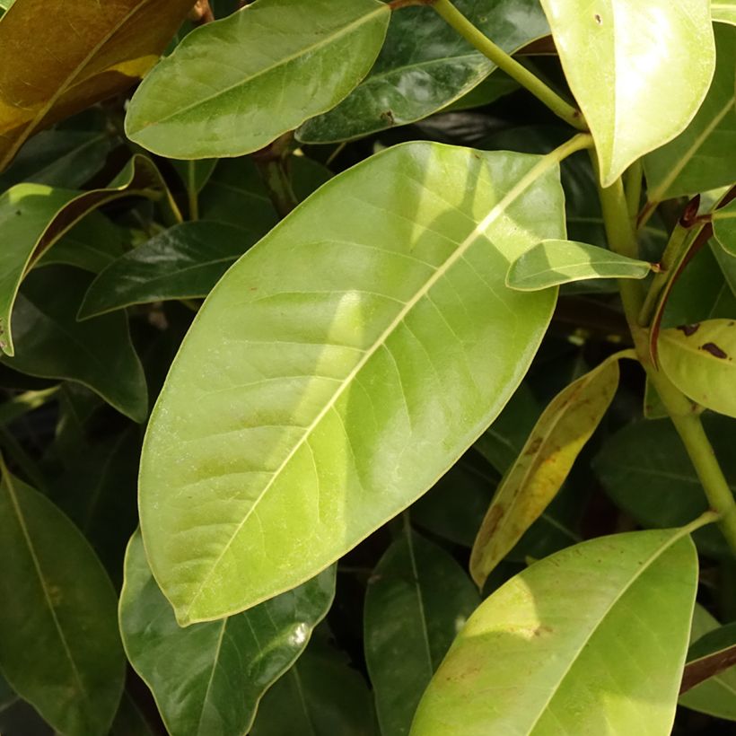 Magnolia grandiflora Victoria - Immergrüne Magnolie (Laub)