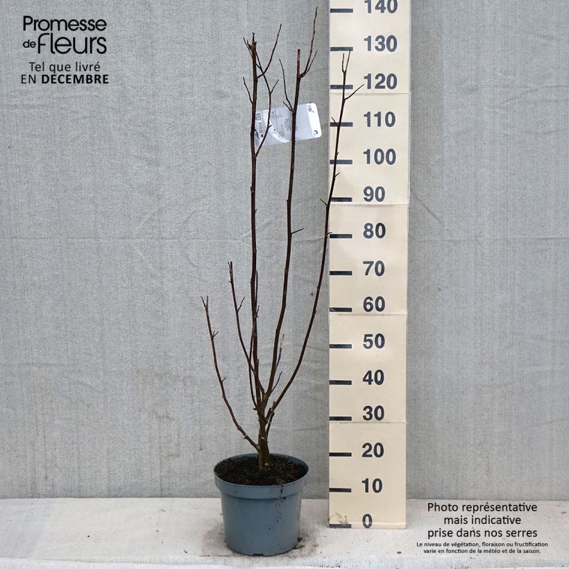 Exemplar von Magnolia kobus - Magnolia de Kobe Pot de 4L/5L wie im Herbst geliefert