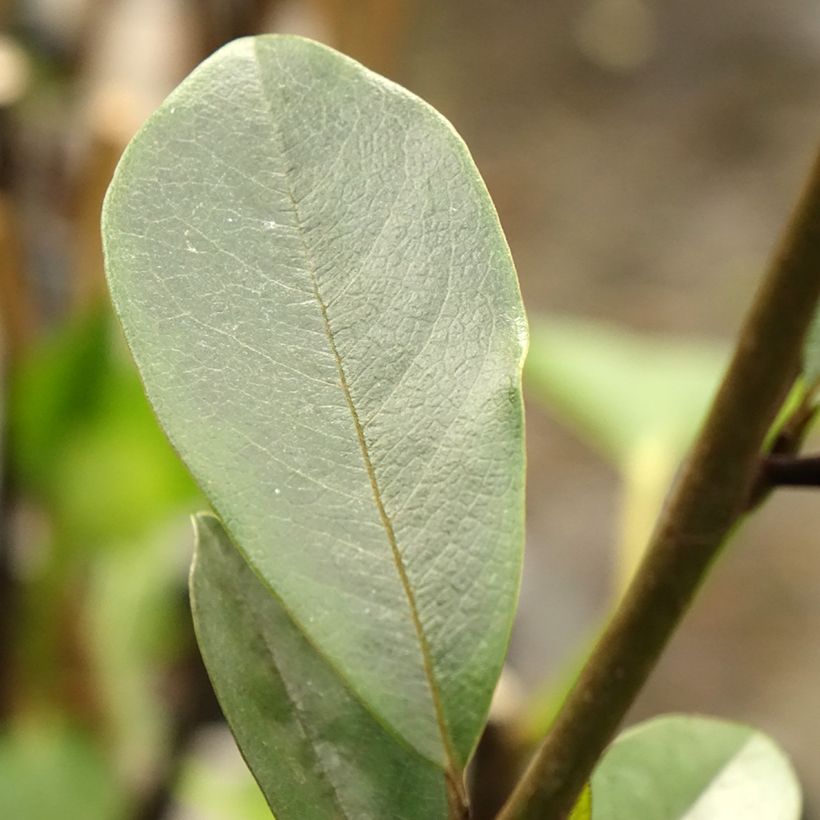 Magnolia laevifolia Achteraan - Magnolie (Laub)