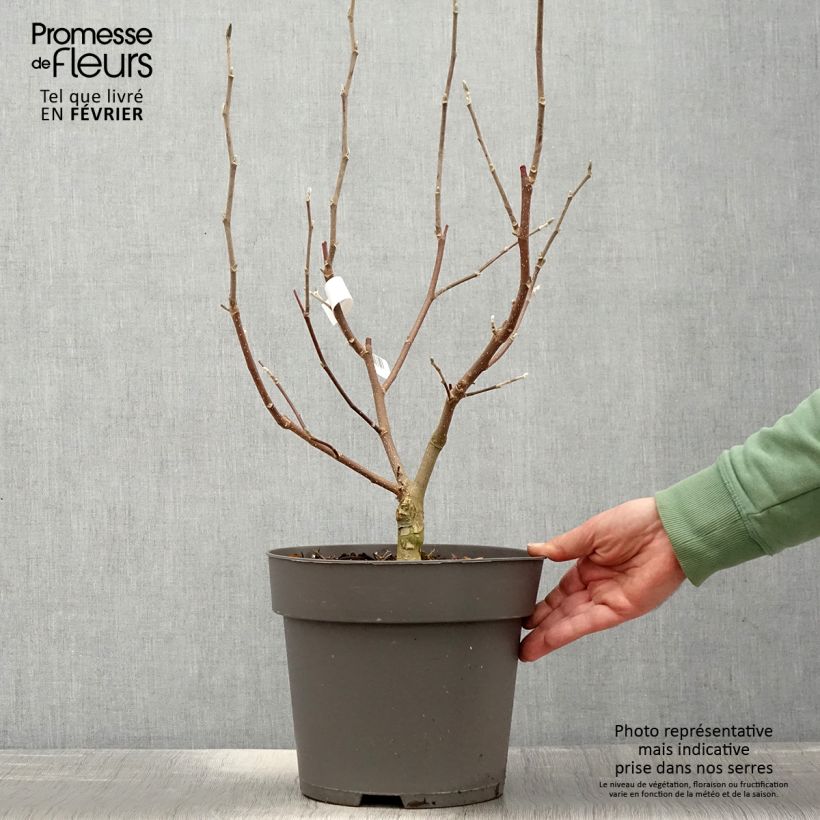 Exemplar von Magnolia loebneri Mags Pirouette - Pot de 7,5L/10L wie im Winter geliefert