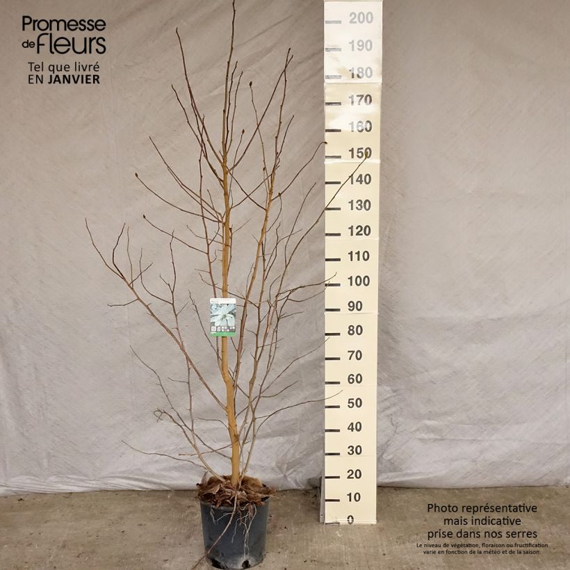 Exemplar von Magnolia loebneri Merrill en pot de 7.5L/10L wie im Winter geliefert