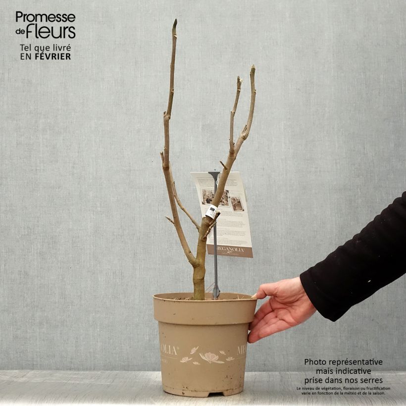 Exemplar von Magnolia Meganolia - Pot de 6L/7L wie im Winter geliefert