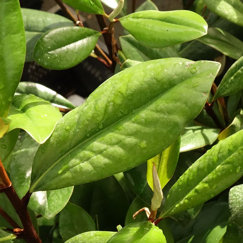 Magnolia grandiflora D.d. blanchard - Immergrüne Magnolie (Laub)