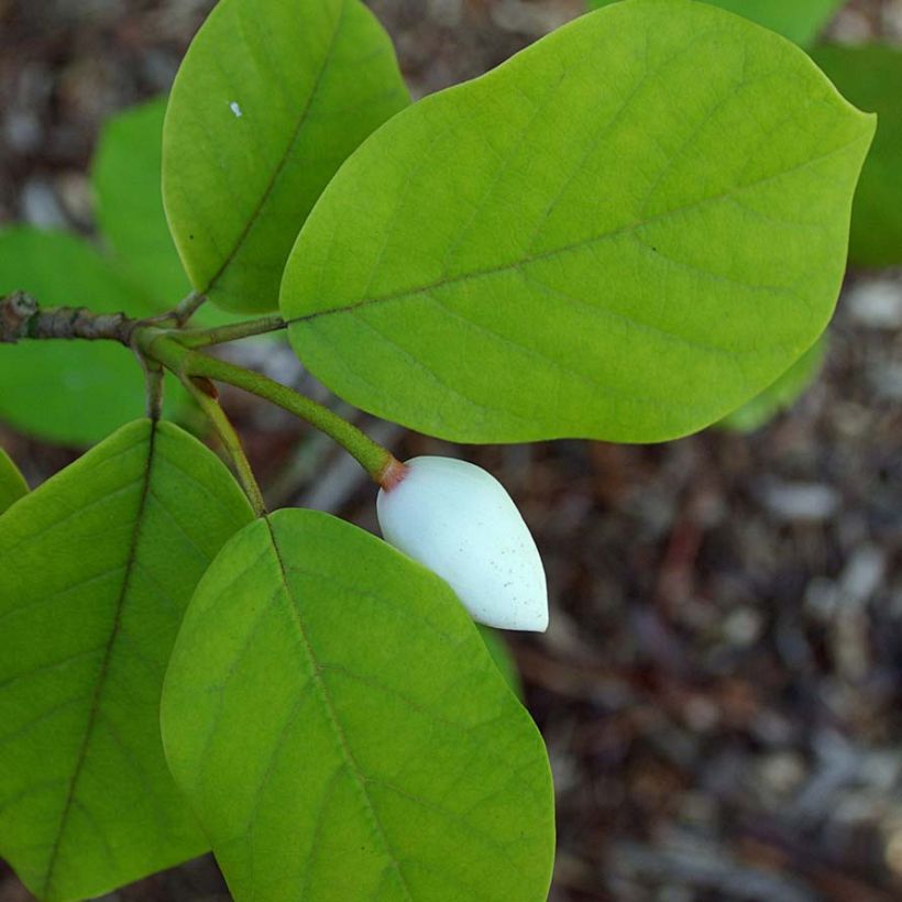 Magnolia sieboldii - Sommer-Magnolie (Laub)