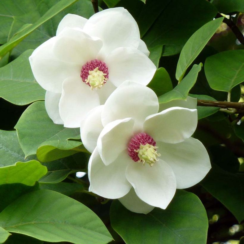 Magnolia sieboldii - Sommer-Magnolie (Blüte)