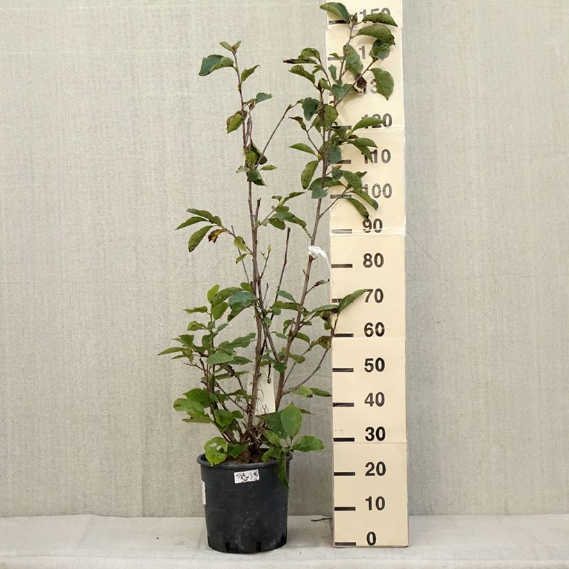 Exemplar von Magnolia soulangeana Alba Superba en pot de 7,5L wie im Herbst geliefert