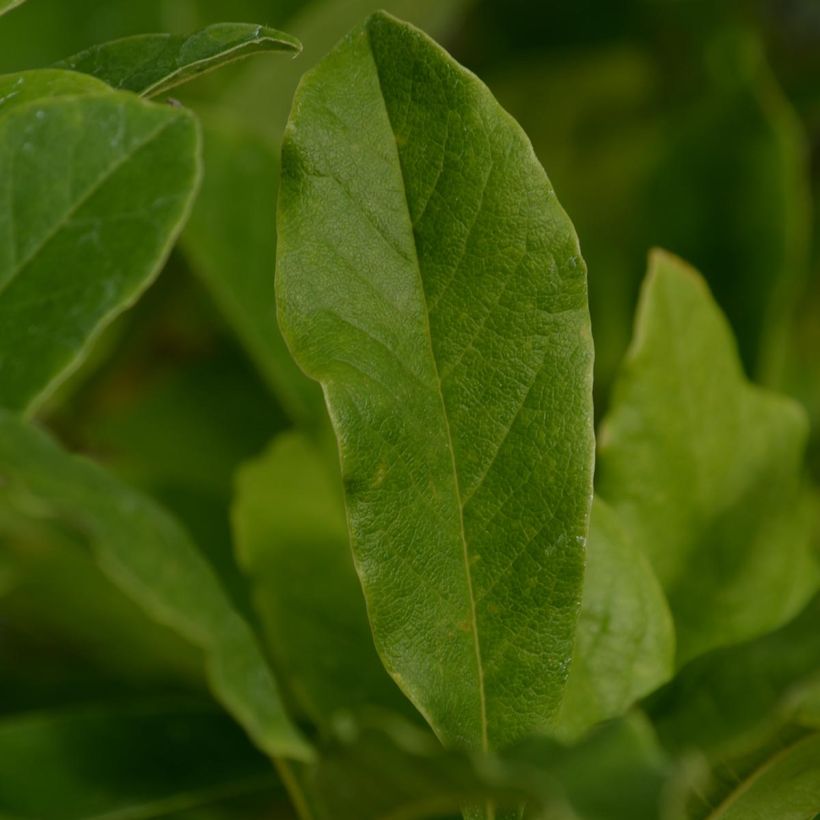 Magnolia stellata - Stern-Magnolie (Laub)