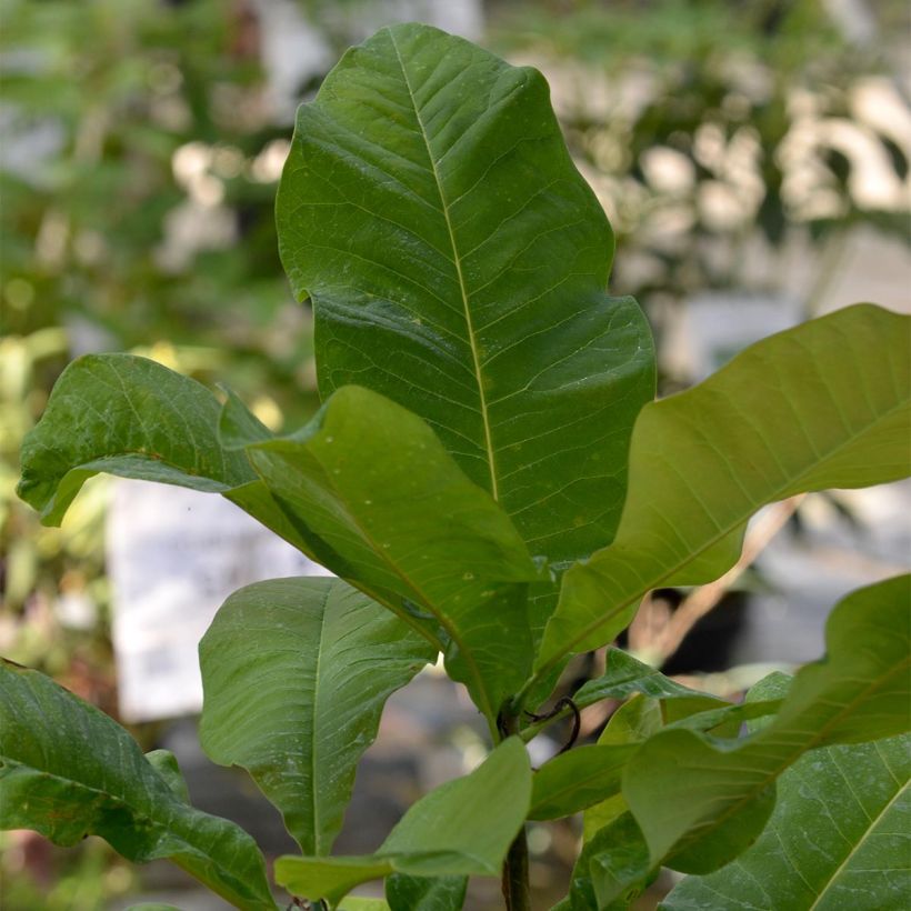 Magnolia tripetala - Schirm-Magnolie (Laub)