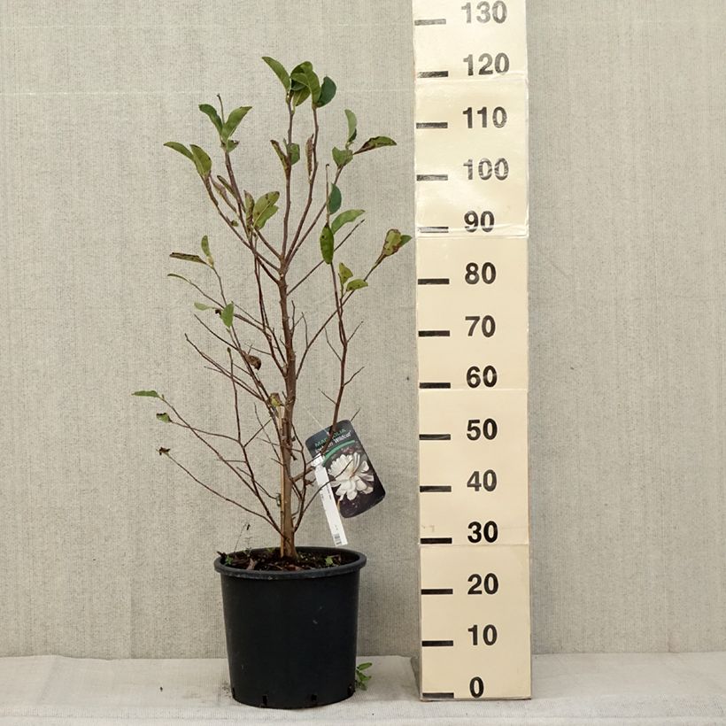 Exemplar von Magnolia x loebneri Wildcat - Magnolia hybride en pot de 7,5l/10l wie im Herbst geliefert