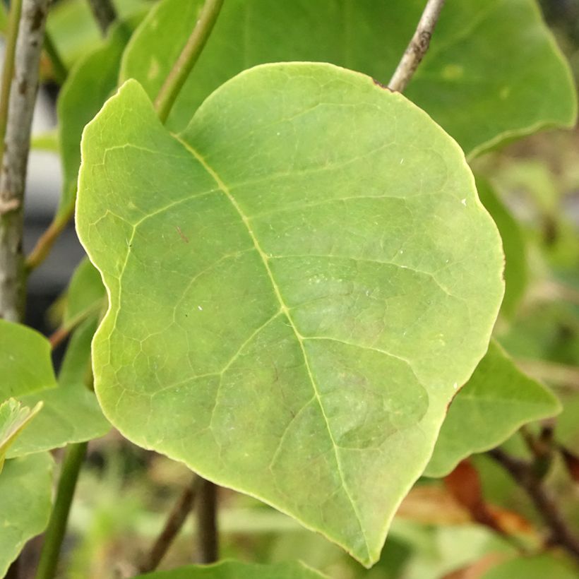 Magnolia Yellow Lantern - Magnolie (Laub)