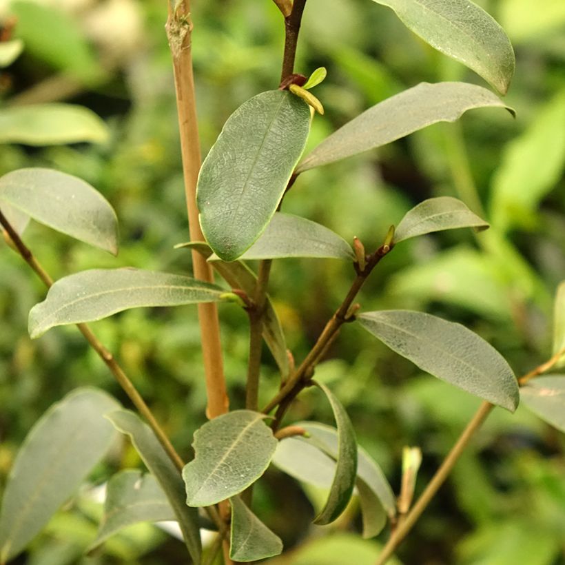 Magnolia yunnanensis - Yunnan-Magnolie (Laub)