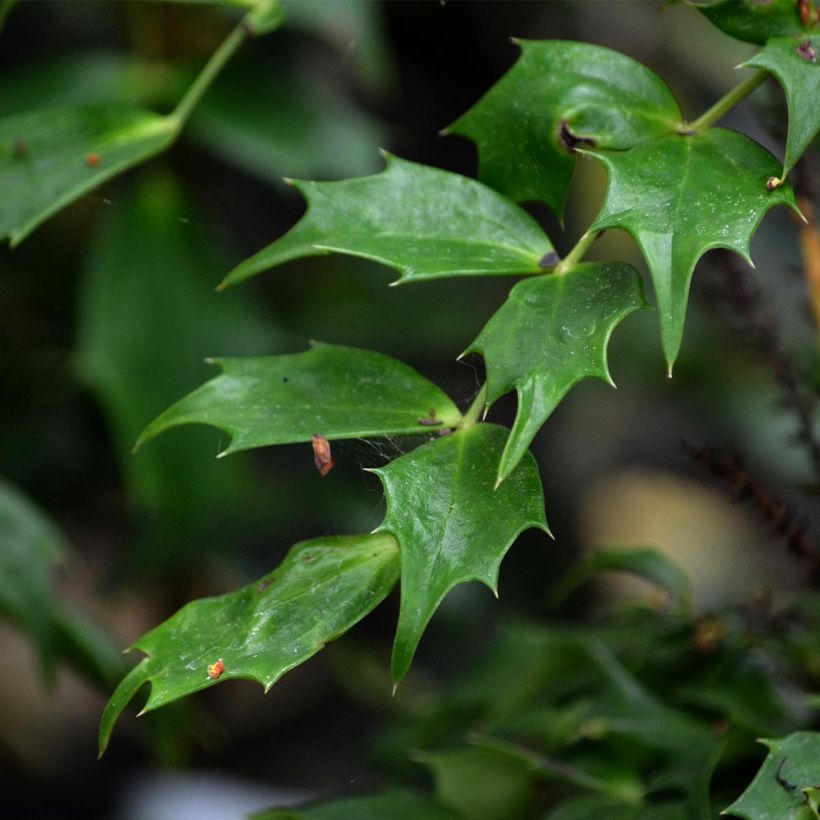 Mahonia nitens Cabaret - Orangeblühende Mahonie (Laub)