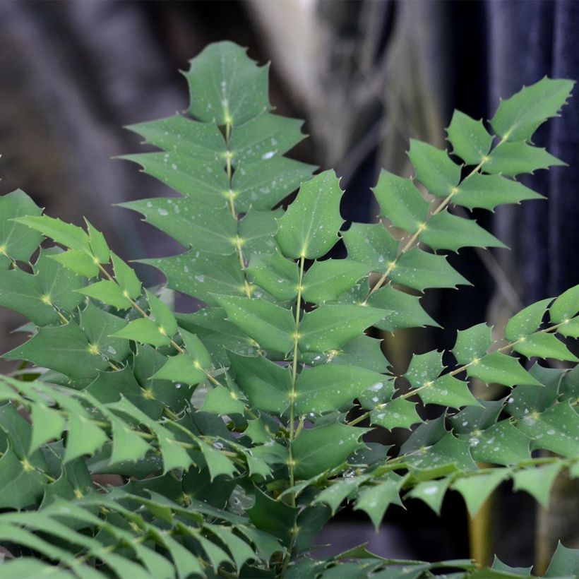 Mahonia media Charity - Winterblühende Mahonie (Laub)