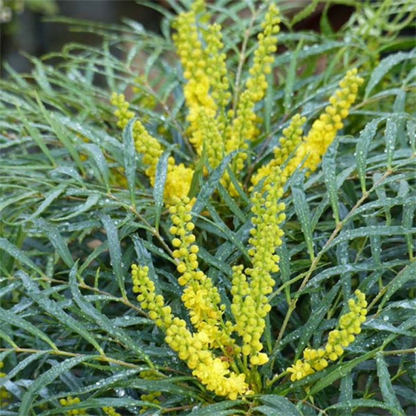 Mahonia eurybracteata Soft Caress - Stachellose Mahonie (Blüte)