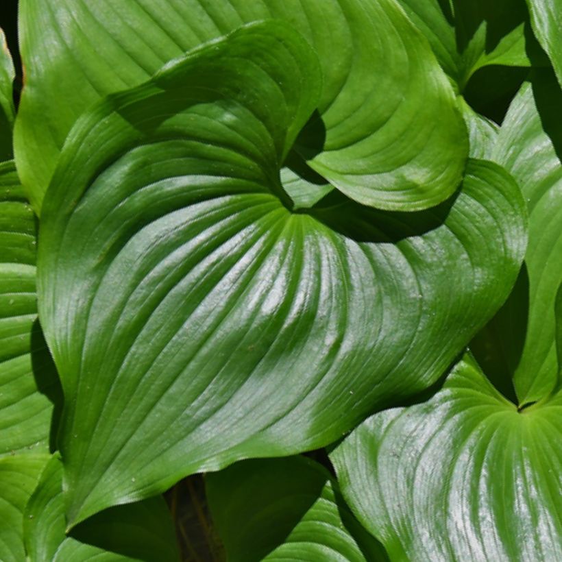 Maianthemum kamtschaticum - Schattenblume (Laub)