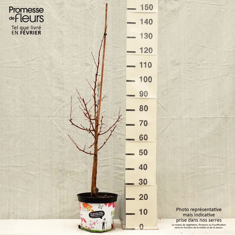 Exemplar von Malus Comtesse De Paris Pot de 7,5L/10L wie im Winter geliefert