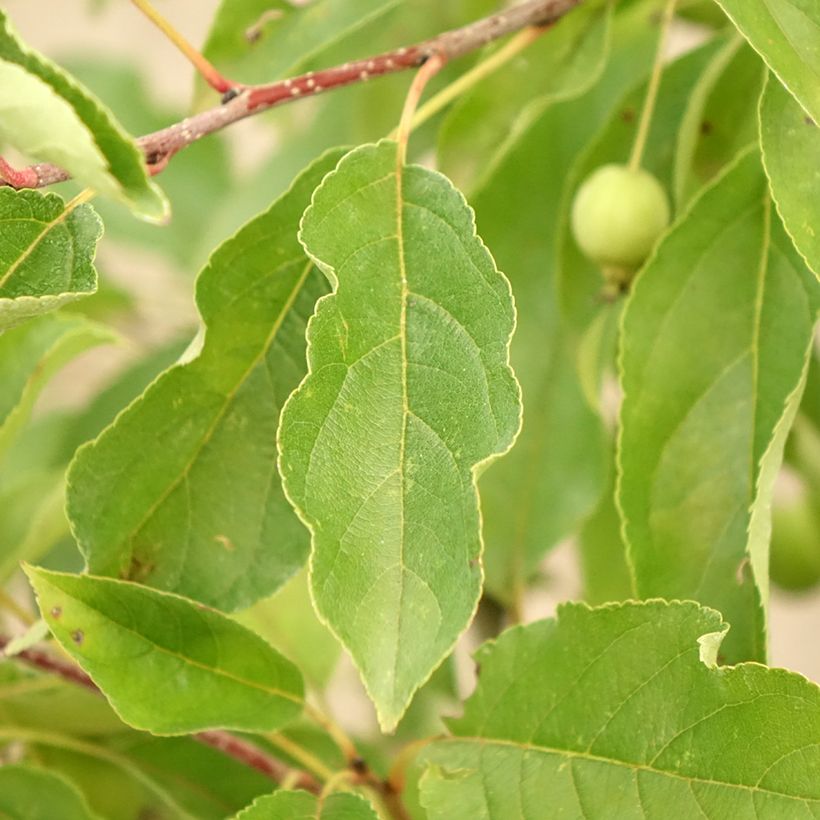 Zierapfel Comtesse De Paris - Malus (Laub)