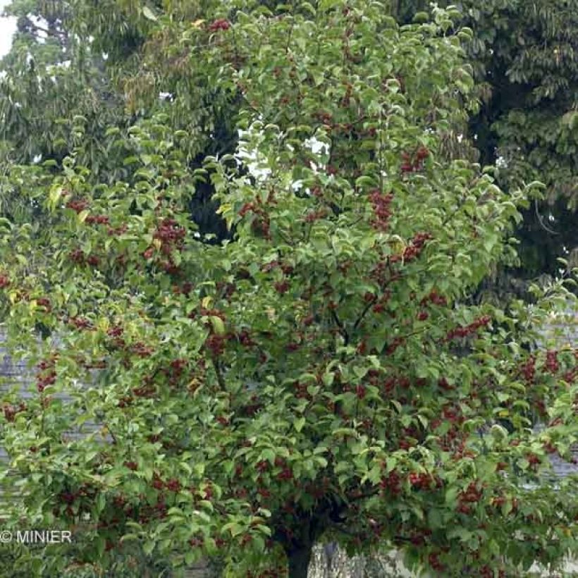 Zierapfel Evereste 'Perpetu' - Malus (Laub)