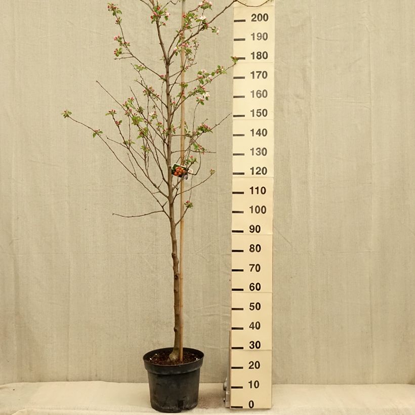 Exemplar von Zierapfel Yellow Siberian - Malus robusta Topf mit 12L/15LGelieferte Höhe ca. 175/+cm wie im Frühjahr geliefert