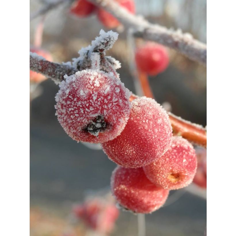 Zierapfel Evereste 'Perpetu' - Malus (Ernte)