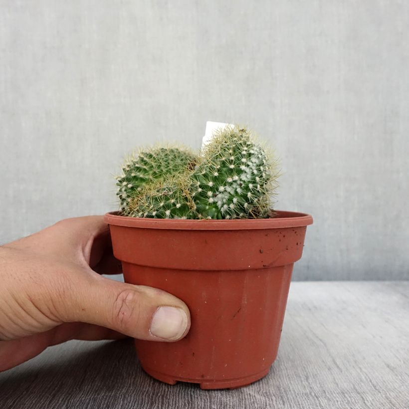 Exemplar von Mammillaria elongata Cristata Pot de 13 cm wie im Herbst geliefert