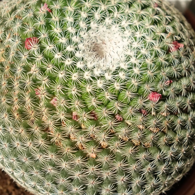 Mammillaria perbella - Warzenkaktus (Laub)