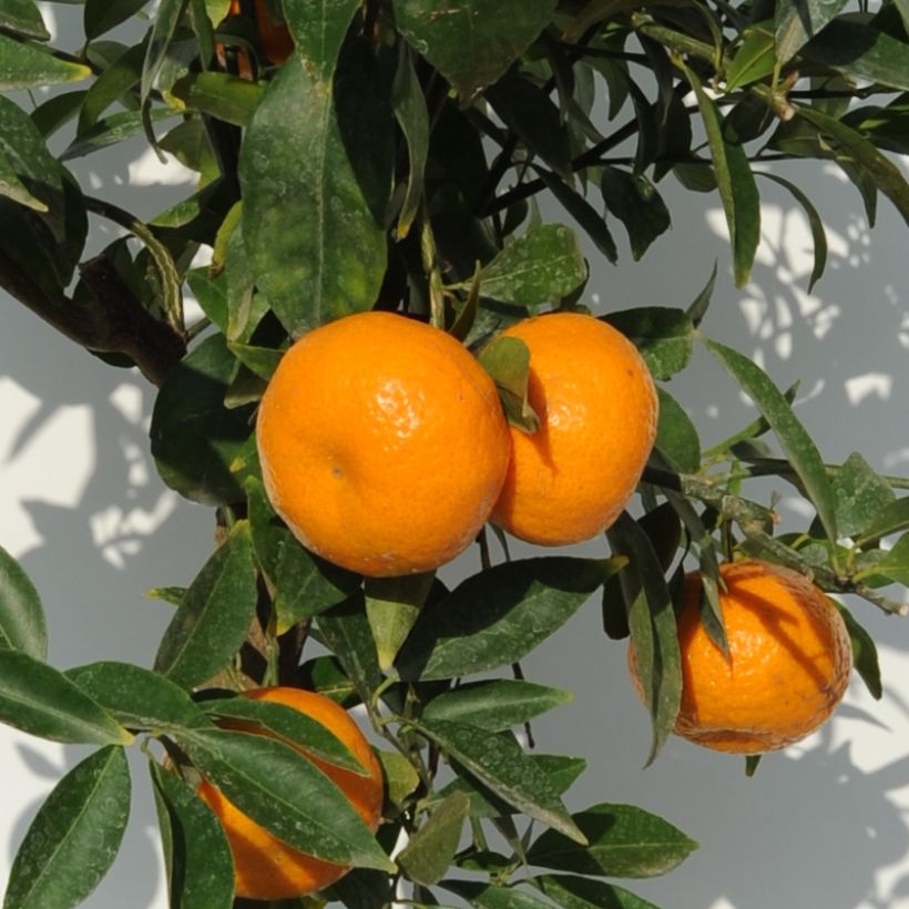 Mittelmeer-Mandarine - Citrus deliciosa (Ernte)