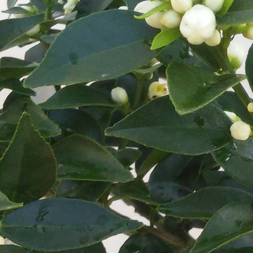 Chinotto - Citrus aurantium var. myrtifolia (Laub)