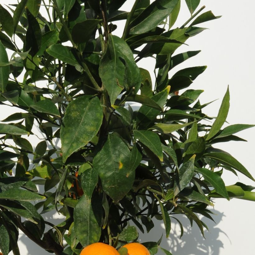 Mittelmeer-Mandarine - Citrus deliciosa (Laub)