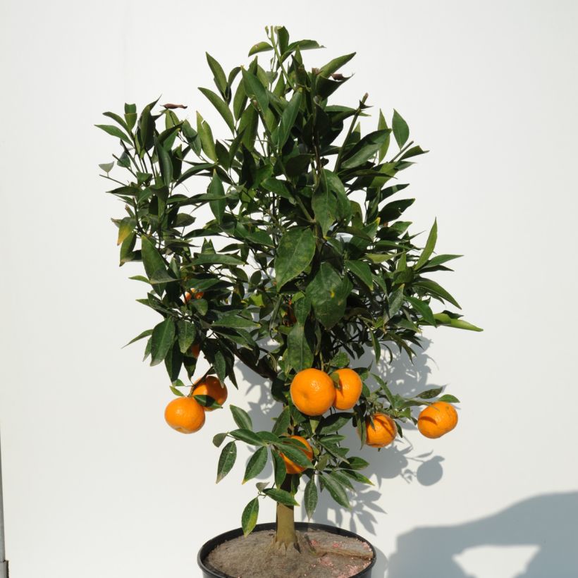 Mittelmeer-Mandarine - Citrus deliciosa (Hafen)