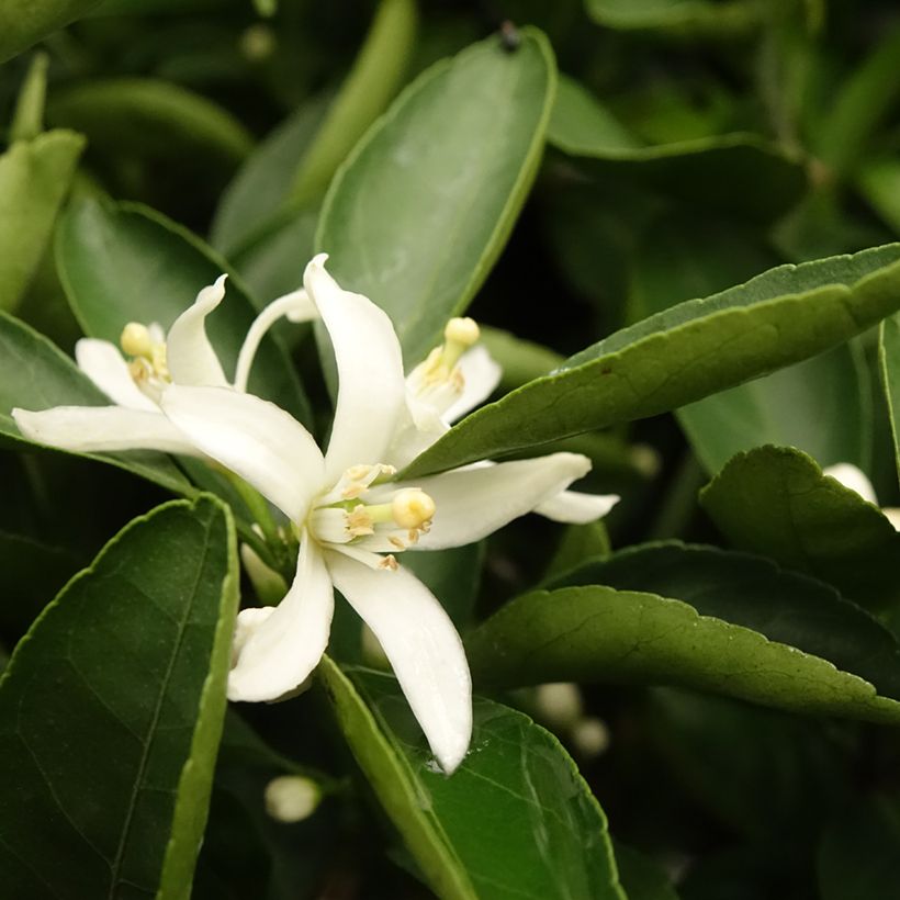 Mandarine - Citrus reticulata subsp. unshiu (Laub)