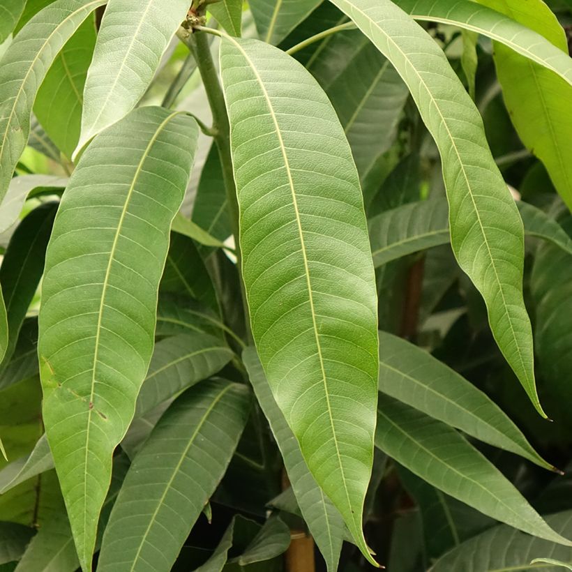 Mangifera indica - Mangobaum (Laub)