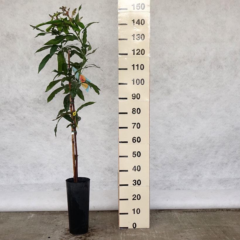 Exemplar von Mangifera indica - Mangobaum Topf mit 6L/7LGelieferte Höhe ca. 125/150cm wie im Frühjahr geliefert