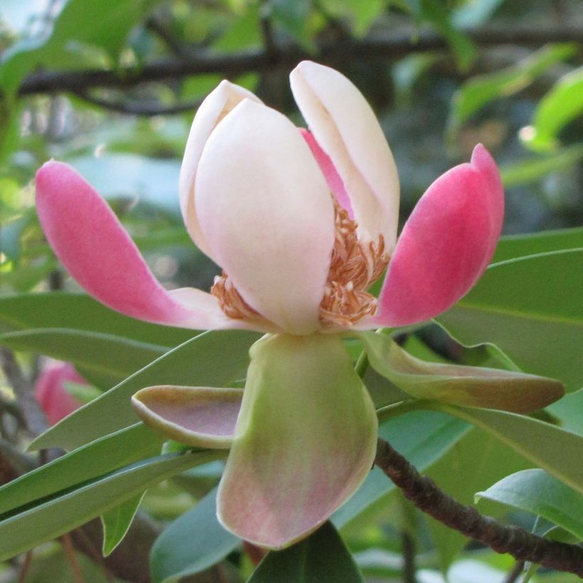 Magnolia insignis - Magnolie (Blüte)