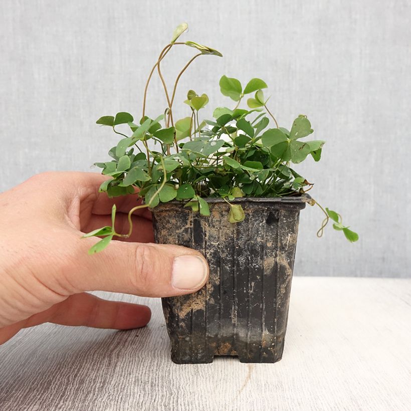 Exemplar von Marsilea quadrifolia - Marsilée à quatre feuilles - Godet de 8/9 cm wie im Frühjahr geliefert