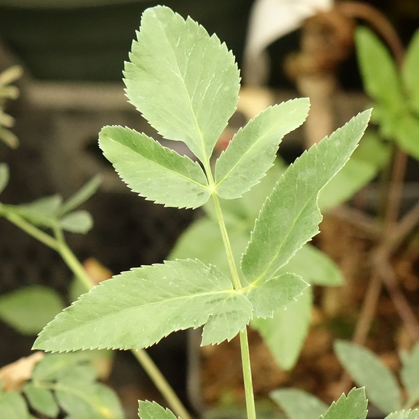 Mathiasella bupleuroides Green Dream (Laub)