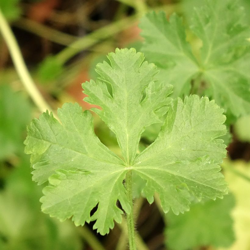 Moschus-Malve rosea - Malva moschata (Laub)