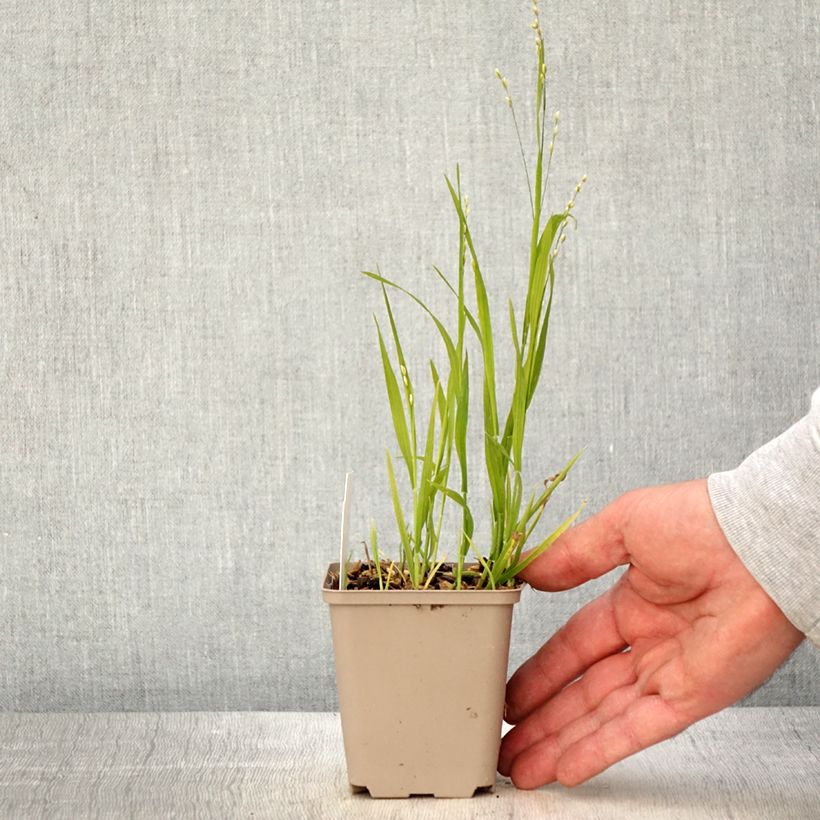 Exemplar von Melica uniflora albida - Mélique à une fleur Godet de 8/9 cm wie im Frühjahr geliefert