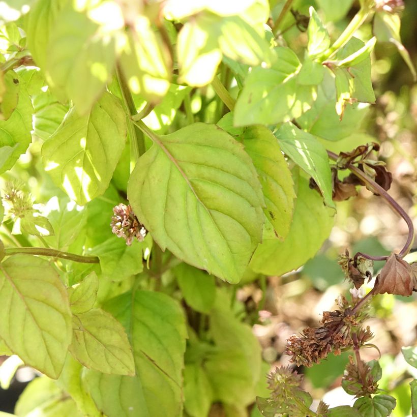 Zitronen-Minze Bergamote - Mentha citrata (Laub)