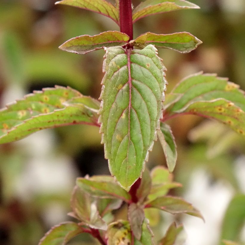 Pfefferminze Citrata - Mentha x piperita (Laub)