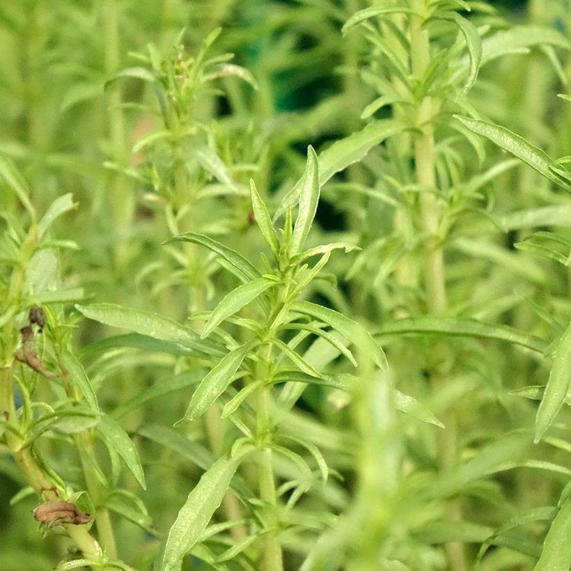 Hirsch-Minze Alba - Mentha cervina (Laub)