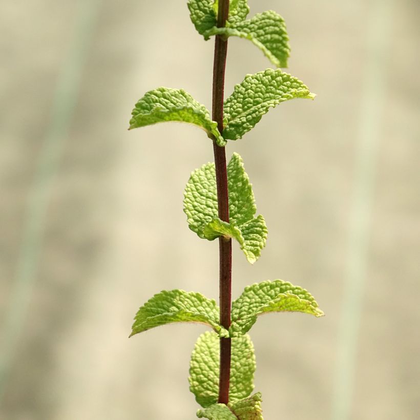 Spanische Minze - Mentha espagnole (Laub)