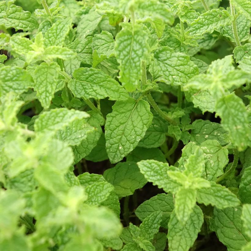 Ähren-Minze Fraise - Mentha spicata (Laub)