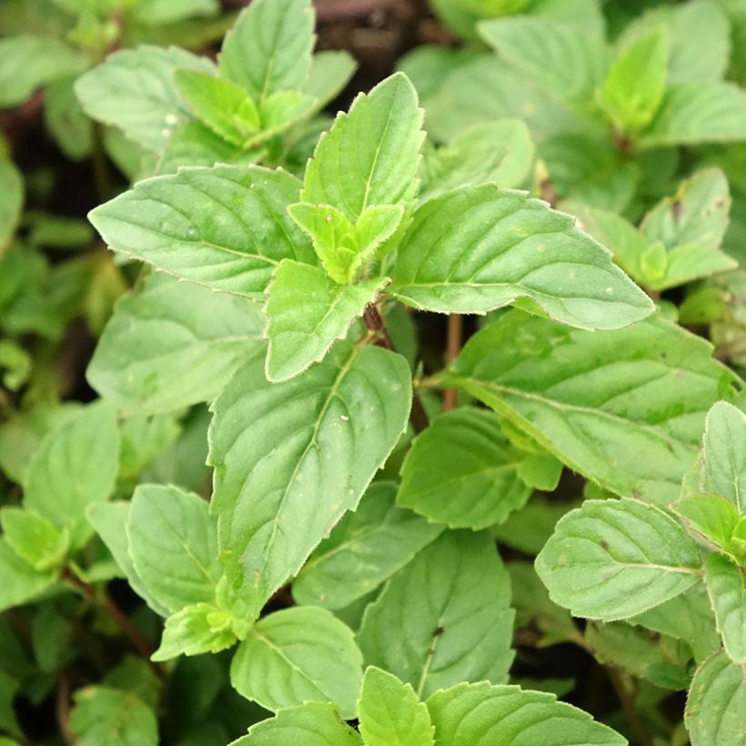 Pfefferminze Ginger - Mentha piperita (Laub)