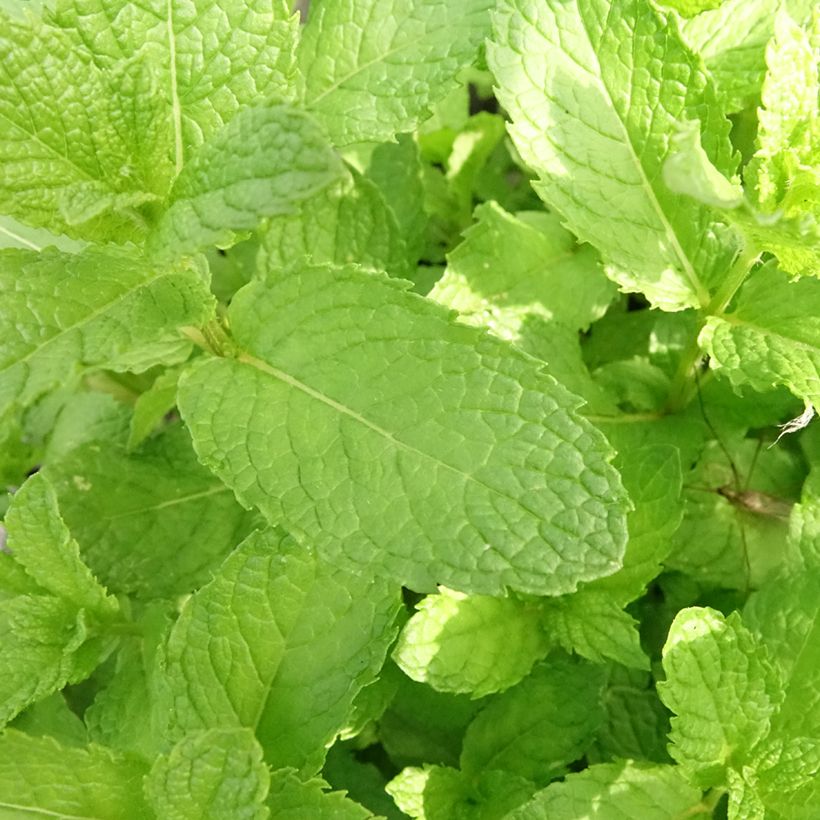 Ähren-Minze Nannah Bio - Mentha spicata (Laub)